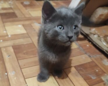 кошка с разными глазами: Кошка даром: Русская голубая, 2 месяца, Девочка, Приучена к лотку