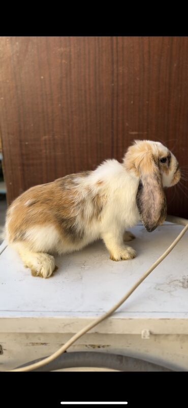 Кролики: Продаю | Крольчиха (самка), Кролик самец, Крольчата | Французский баран | На забой, Для разведения | Племенные