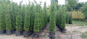Şitillər: Thuja və dekorativ kollar – qablarda - Növlər: şam ağacı tipli — 17
