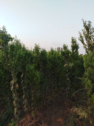 Tinglər: Hər növ ağac tinglerinin satışı — 6