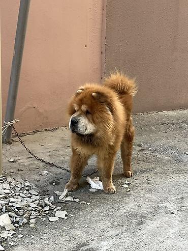 Çau-Çau, 1 il, Erkək, Cütləşmə üçün, Ünvandan götürmə lalafo.az -da Çau-Çau, 1 il, Erkək, Cütləşmə üçün, Ünvandan götürmə