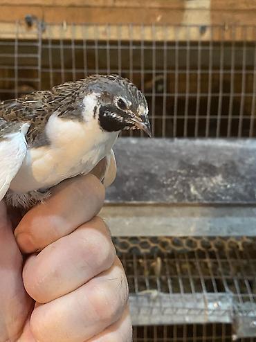 Другие с/х животные: Китайские расписные перепелки - Породы/окрасы: смешанные – тёмные — 17