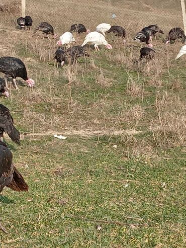 Hinduşka: Məhsul: Hinduşka sürüsü Təsvir: - Şəkillərdə ağ və tünd — 16