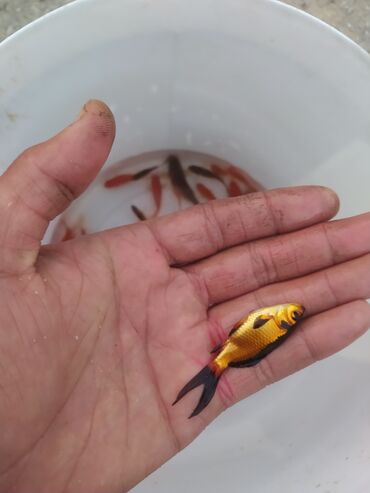 Balıqlar: Qızıl balıq, Sülhsevər, Ünvandan götürmə — 4