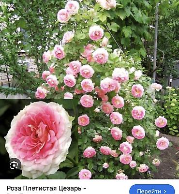 Роза: Саженцы — 2