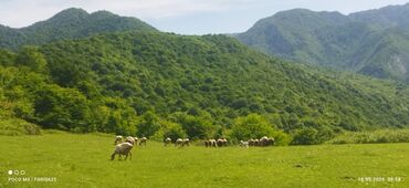 Torpaq sahələrinin satışı: 3666 sot, Biznes üçün, Maklerlər narahat etməsin, Kupça (Çıxarış)