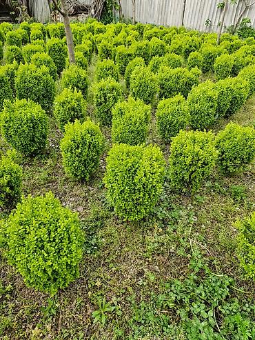 Çöl bitkiləri: Həmişə yaşıl güllər.Şəmsidi adı — 5