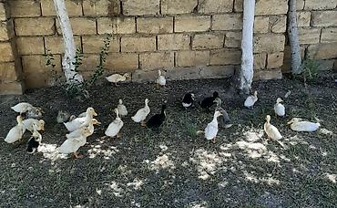 qala cinsi: Məhsul: pekin ördək balaları (qarışıq rəngli) Təsvir: - Təsvirlərdə — 1