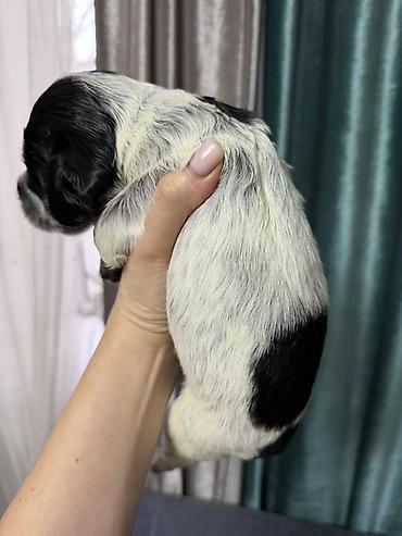 Продажа собак: Русский охотничий спаниель! Предлагаются к бронированию щенки — 3