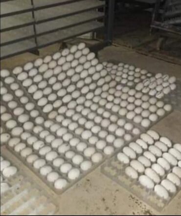 mayalı yumurta satışı: Dişi, | Linda, Yumurtalıq, Ünvandan götürmə, Ödənişli çatdırılma