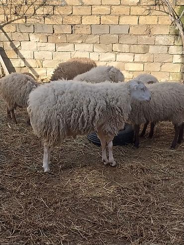 Qoyunlar, qoçlar: Razılaşma yolu ilə çox təcili satılır.balalı balasız fərq etmir — 5