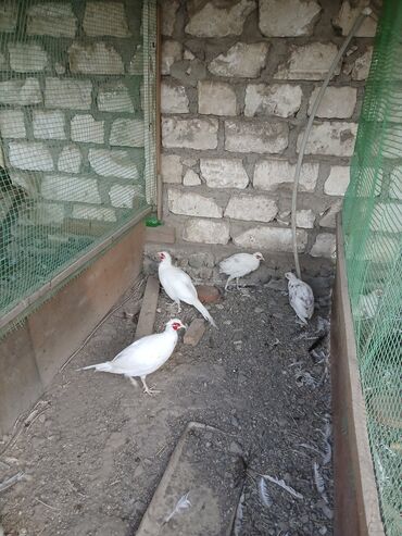 аксессуары для волнистых попугаев: Digər quşlar lalafo.az -da аксессуары для волнистых попугаев: Digər quşlar