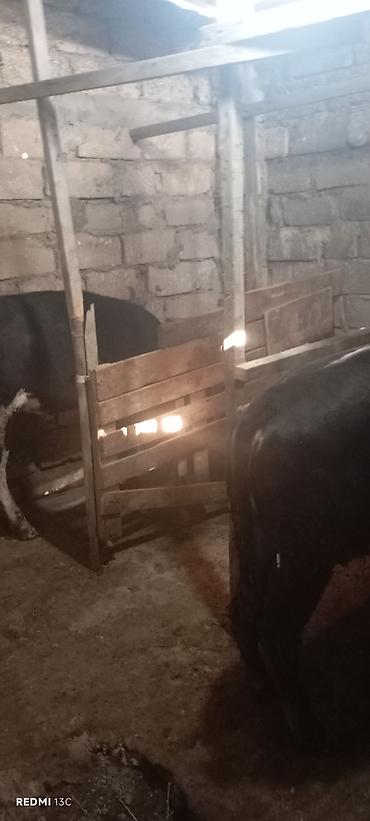 simental inəklər: Satılır: iki baş iri buynuzlu heyvan (öküz/torpaq malı) - Rəng — 7