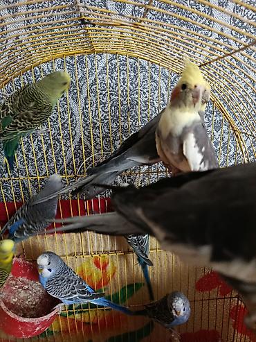 dalmatin satilir: Növ: Dalmatin və boz rəng çalarlı nimfa (cockatiel) papağanları və — 7
