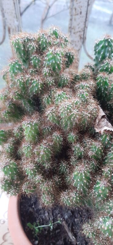 Otaq bitkiləri: Hazir qabda ekilmiş, boyuk ölcude kaktus bitkisi, sağlam ev şeraitin — 2