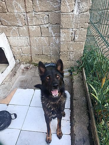 qafqaz afcarkasi satilir: Alman çoban iti, 1 il, Erkək, Peyvəndli — 5