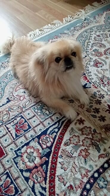Pişiklər: Pekines, 2 il, Erkek, Sənədli, Pulsuz çatdırılma