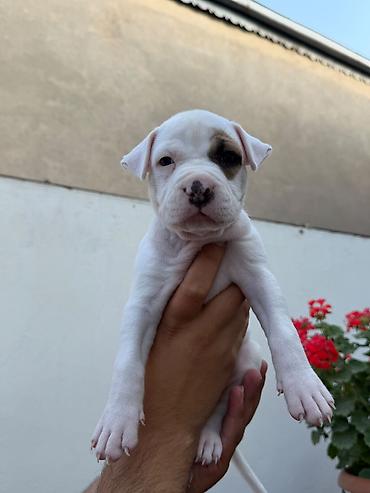 malamut satılır: Pitbul, 1 ay, Peyvəndli — 5
