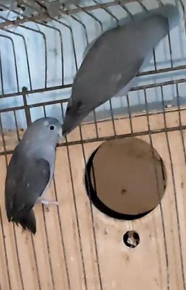 Varabinniy papuqay sərçə tutu quşu deyilir dünyanın ən balaca papuqayı