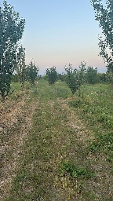 xaçmaz: Kənd təsərrüfatı, Kupça (Çıxarış) — 3