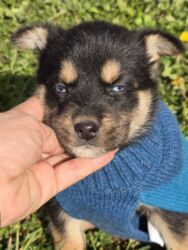 Psi: POKLANJAM štence mesanci haskija i ptičara,očišćeni od — 11