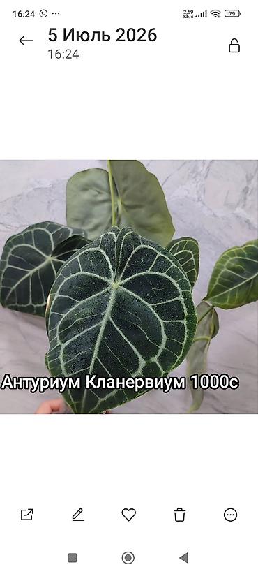 хойи: Комнатные редкие растения — выбор сортов 1) Филодендрон Jungle Boogie — 7