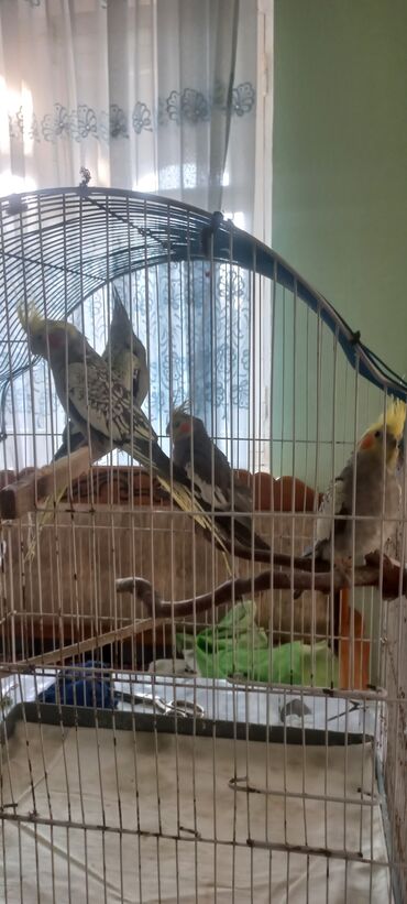 Tutuquşları: Salam.Tam saglam 8ayliq. 4 eded var Isteyen buyursun cutunu alana — 6