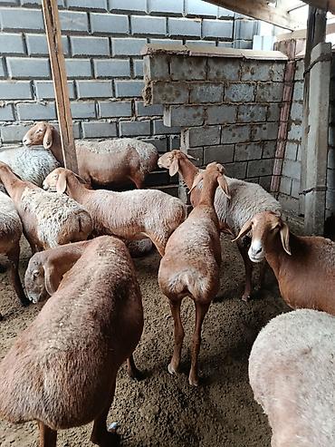 корм жом: Продаю | Ягненок | Для разведения | Матка — 3
