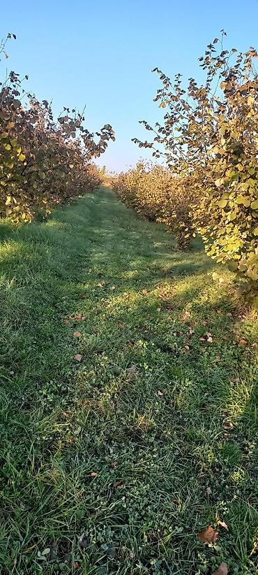 garden: 166 sot, Kənd təsərrüfatı, Mülkiyyətçi, Kupça (Çıxarış) — 10