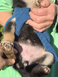 Psi: POKLANJAM štence mesanci haskija i ptičara,očišćeni od — 16