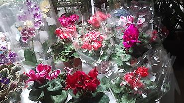 Фиалки и глоксинии: Выстака-ярмарка цветов, приходите за подарками для милых дам!!! — 8