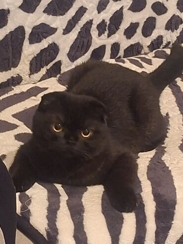 Pişiklər: Britan, Yaxşı əllərə — 11