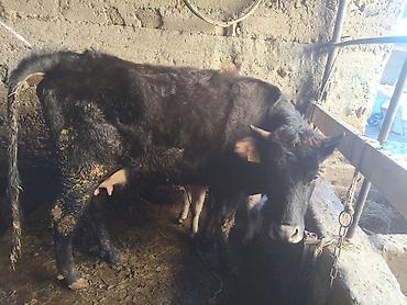 Коровы, быки: Продаю | Тёлка | Для разведения — 13