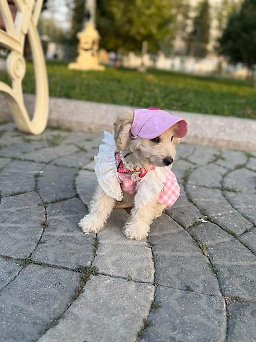 gelincik heyvan: Pudel, 3 ay, Dişi, Pulsuz çatdırılma — 1