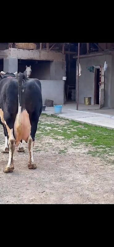 Inəklər, öküzlər: Südlük inək və balası - Cins: qara‑ağ (Holştin tipli) süd istiqamətli — 9