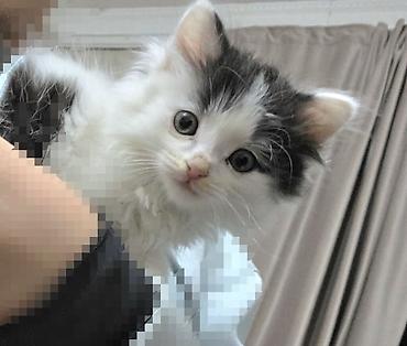 Беспородная, 1 месяц, Мальчик, Биколор, Приучена к лотку