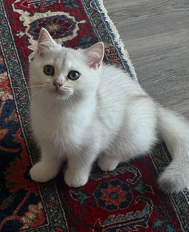 Животные: Шиншилла, Самка, В добрые руки, Бесплатная доставка — 3