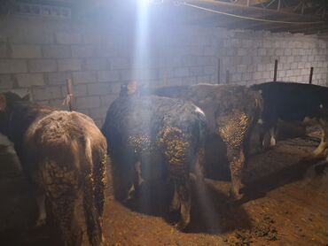 Коровы, быки: Продаю | Бык (самец) | Полукровка | На откорм | Привязанные — 2