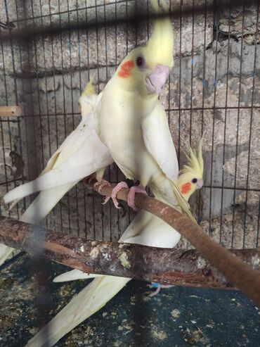 Tutuquşları: Sarı və ağ rənglərdə Korella tutuquşuları. Bu tutuquşuların başında — 3