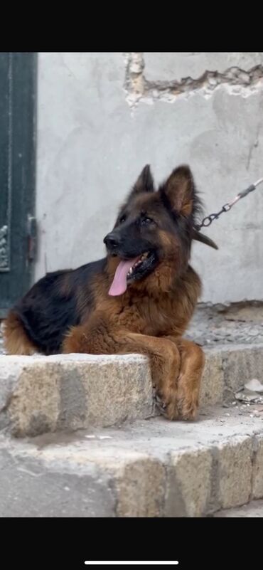 itlet: Alman çoban iti, 2 il, Dişi