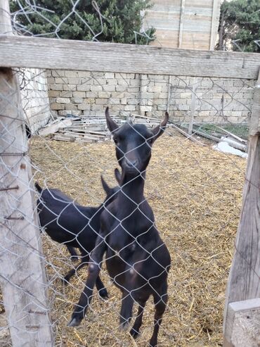 Keçi, çəpiş: Salam hər kəsə. 4 İspan sortu mursiyano və 1 erkək hələb satılır — 8