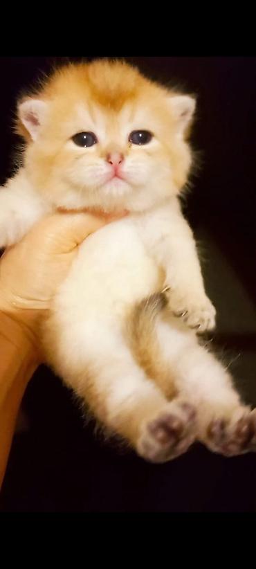 Pişiklər: Qızıl şinşilla, Erkək — 5