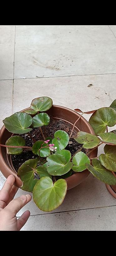 Bağ və bostan üçün digər məhsullar: - Zanbaq (Hemerocallis) – narıncı lecekli gül 8 azn satilir — 8