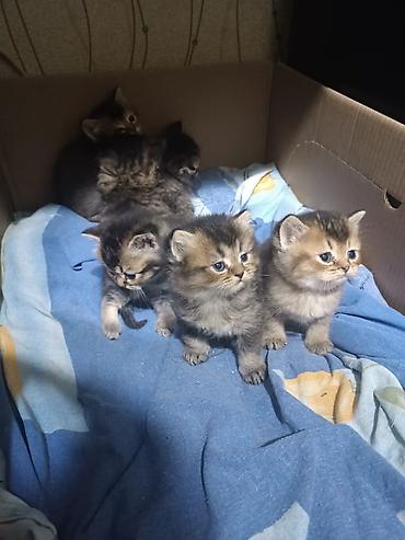 Pişiklər: Erkək, Dişi, Yaxşı əllərə, Pulsuz çatdırılma, Ödənişli çatdırılma, Ünvandan götürmə — 1