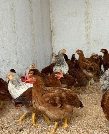 lider 55 toyuq satisi: Toyuq, Yumurtalıq, Pulsuz çatdırılma, Ödənişli çatdırılma, Rayonlara çatdırılma