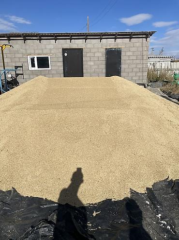 ячмень аталык: Арпа Суусамыр Париж 
жолдун жээгинде — 2