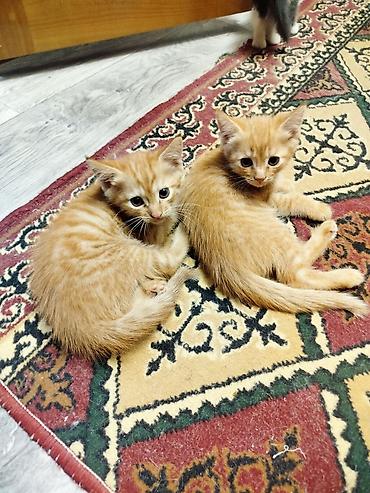 black cat: Котята-домоседы, окрас: рыжий табби (мальчики) - Возраст: примерно — 2