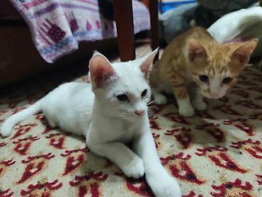 Мышыктар: КОТЁНОК БЕЛЕНЬКИЙ ДЕВОЧКА 2,5 МЕСЯЦА. Котята домашние — 6