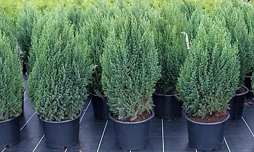 green grow: ТУЯ СМАРАГД местные выращенные в Кыргызстане 100% приживаемость!!! — 10