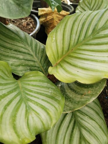 Otaq bitkiləri: Otaq bitkiləri – Fikus elastika kolleksiyası və digər dekorativ növlər — 18